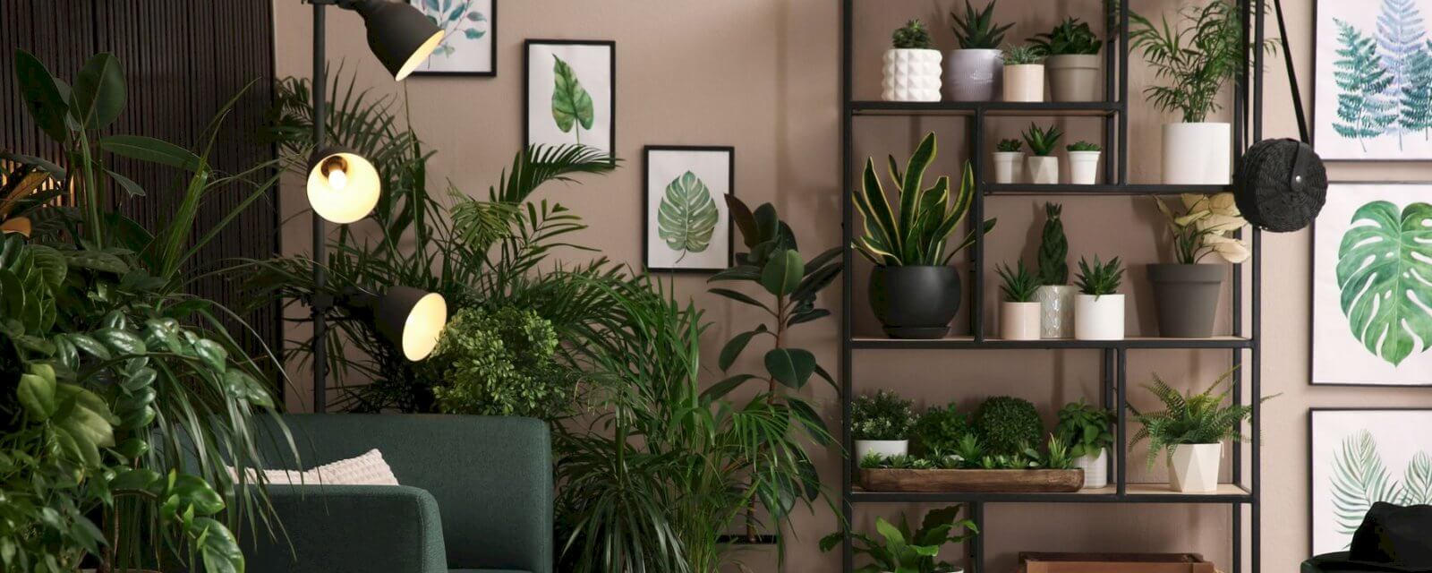 Les plantes suspendues pour votre intérieur